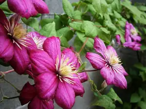 Clematis
