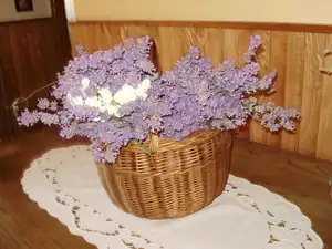 muškatek — 15. července 2013