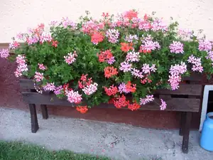 muškatek — 15. července 2013
