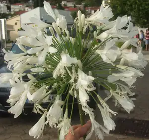 iris66 — 16. července 2013