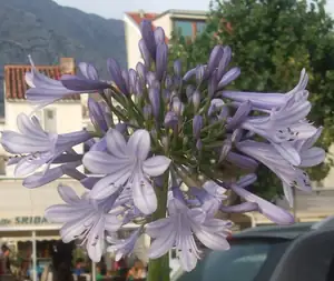 iris66 — 16. července 2013