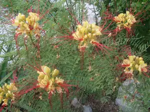 iris66 — 16. července 2013