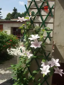 iris66 — 16. července 2013