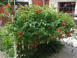 iris66 — 16. července 2013