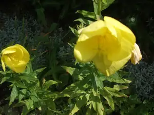 iris66 — 16. července 2013