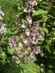 iris66 — 16. července 2013