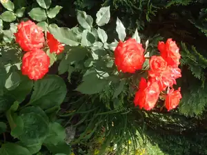 iris66 — 16. července 2013