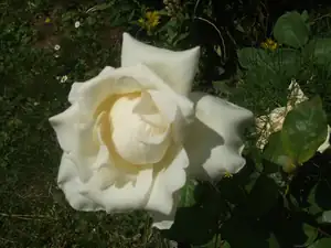 iris66 — 16. července 2013