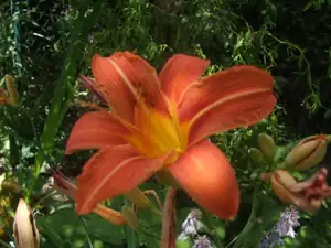 iris66 — 16. července 2013