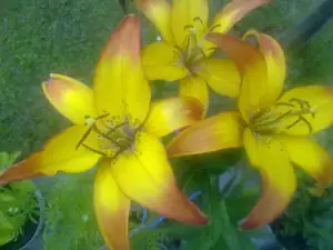 Teď mi kvetou lilie a kaktusy