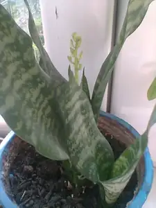 monstera — 1. prosince 2010