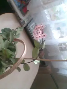 monstera — 1. prosince 2010