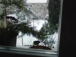 Sýkorkám u nás za oknem chutná