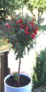 otloukly ji kroupy,ale nevzdala to a konečně rozkvétá...