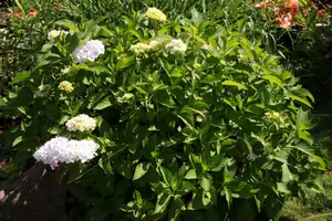 hortensie-kvete mně po dvou letech...