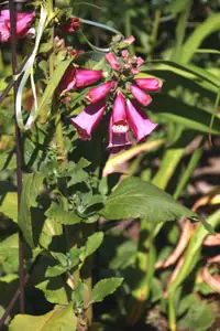 digitalis...