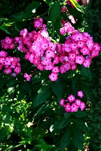 floxy...