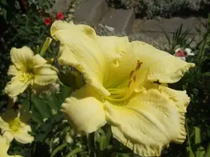 iris66 — 22. července 2013