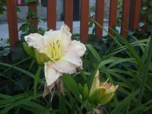 iris66 — 22. července 2013