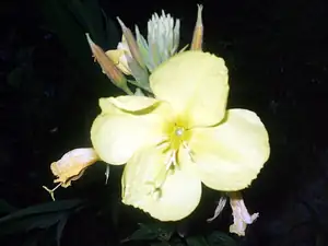 iris66 — 23. července 2013