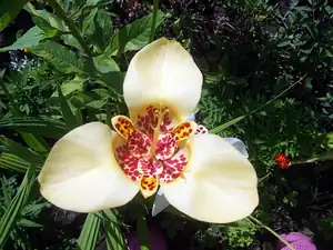 iris66 — 23. července 2013