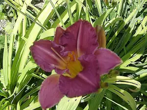 iris66 — 23. července 2013