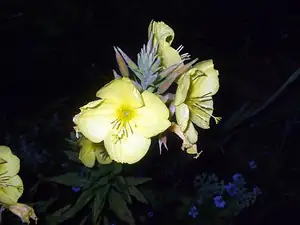 iris66 — 23. července 2013