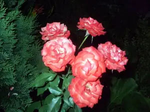 iris66 — 23. července 2013