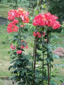 zhbobo — 23. července 2013