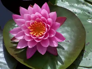N.Mayla