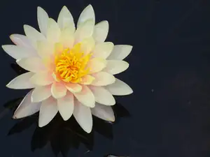 N. Mangkala Ubol