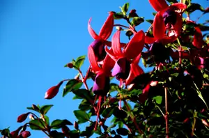 fuchsie...