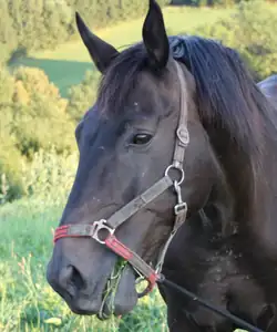 já jsem krásný hnědák a jmenuji se Deny...
