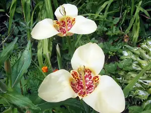 iris66 — 26. července 2013