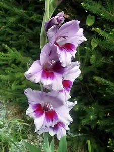 gladiol