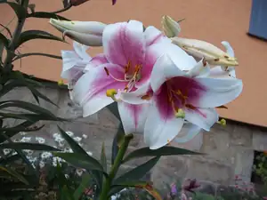 Maariee — 28. července 2013
