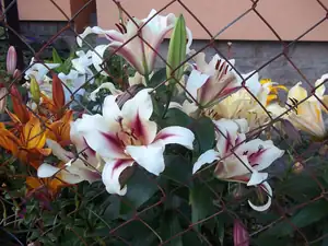 Maariee — 28. července 2013