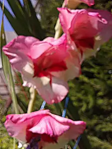 iris66 — 28. července 2013