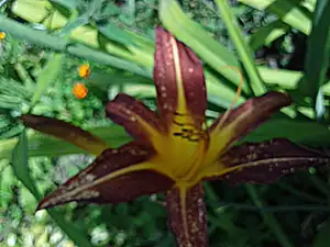 iris66 — 28. července 2013