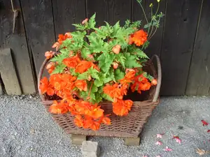 muškatek — 30. července 2013