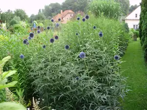 muškatek — 30. července 2013