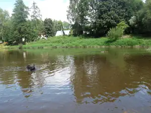 Pegy a kačenky
