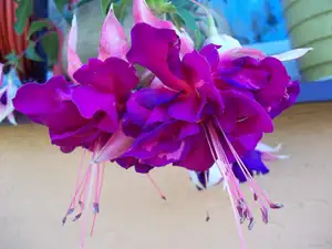 fuchsie