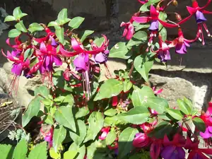 fuchsie