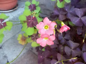 oxalis