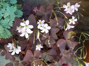 oxalis