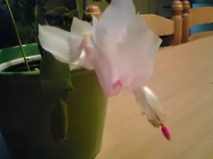 iris66 — 22. prosince 2010