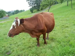 Bětka