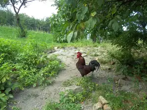 pan kohout