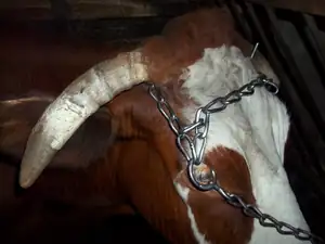 Bětka